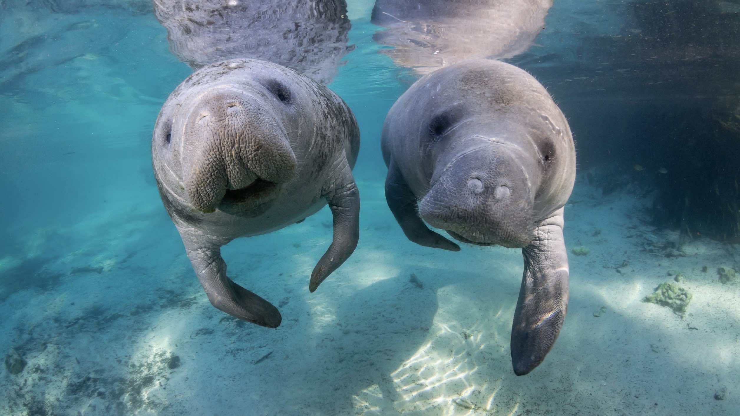 Swimming with Manatees on the Gulf Coast of Florida